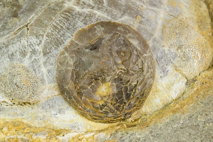 Edrioasteroid On Brachiopod Shell- Ontario #110537